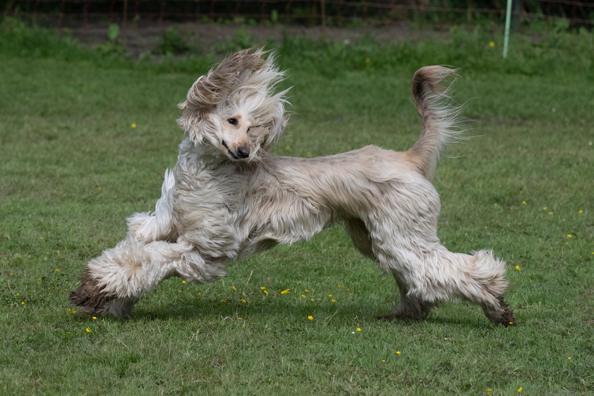 Ein wunderschöner Gruß von Joe