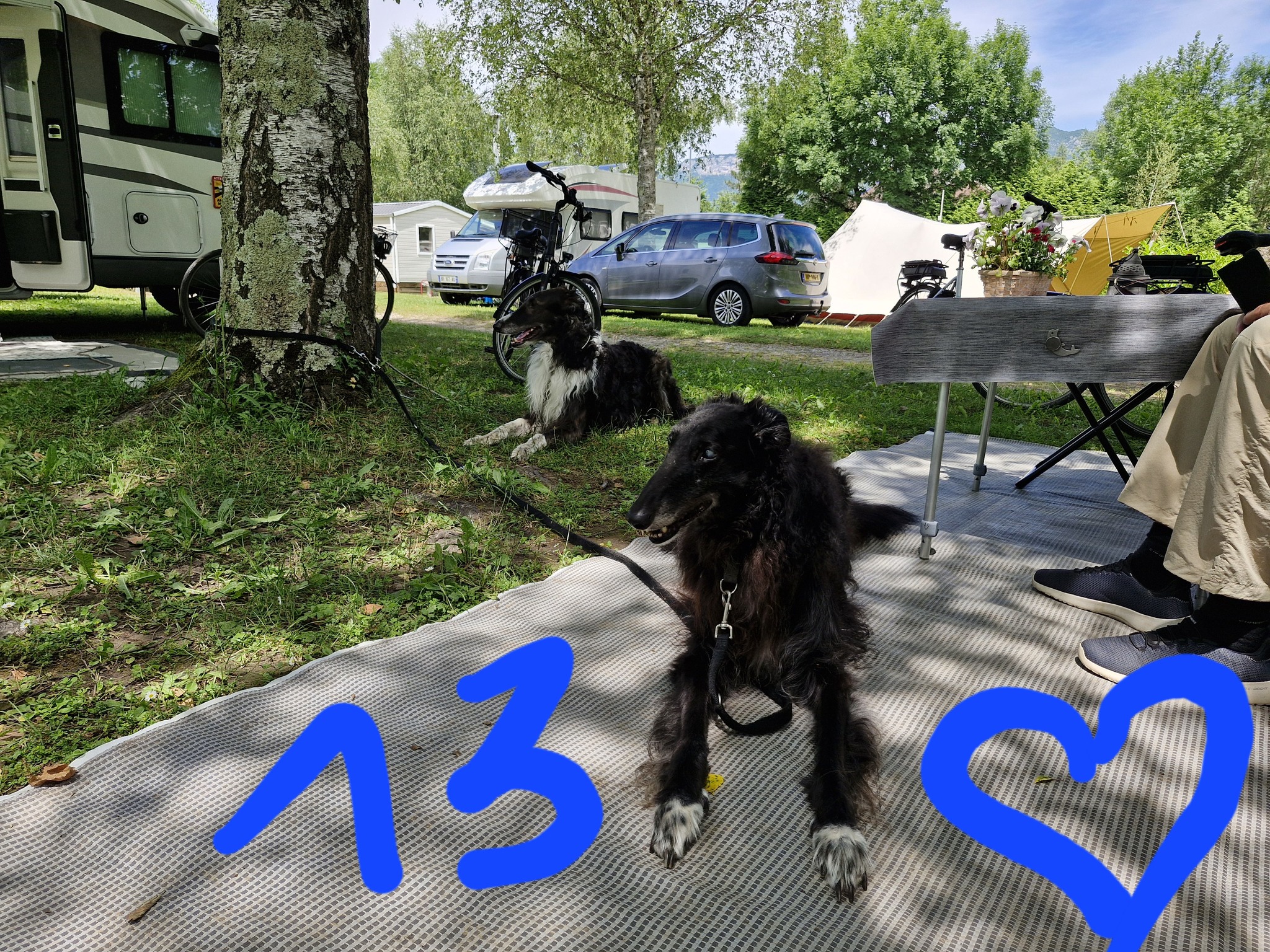 Galyano - herzlichen Glückwunsch zum 13. Geburtstag