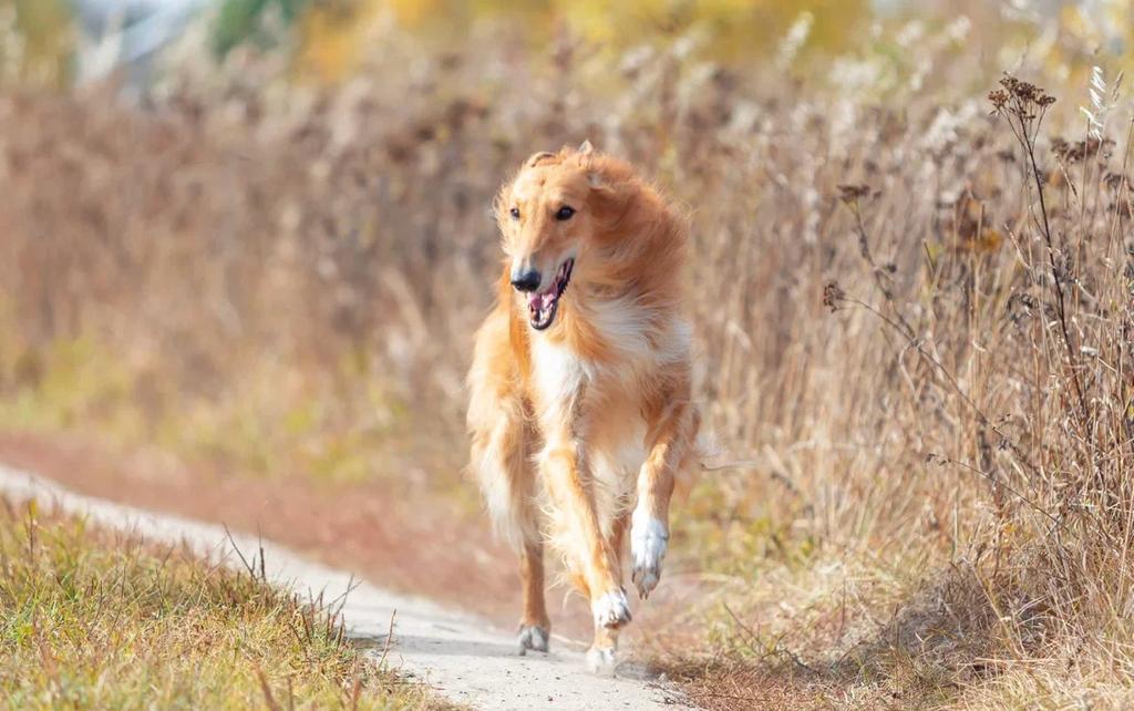 Barsoi-Rüde: Sam (ehemals Barkas)