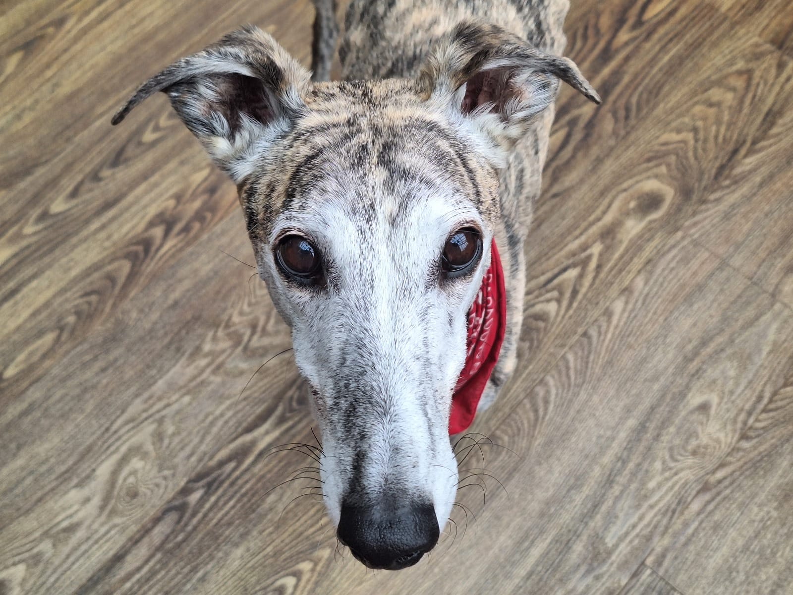 Galgo-Rüde: Milo