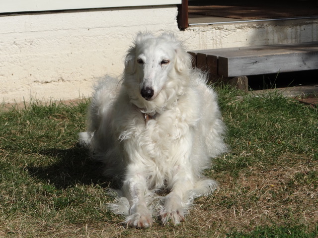 Barsoi-Hündin: Flora