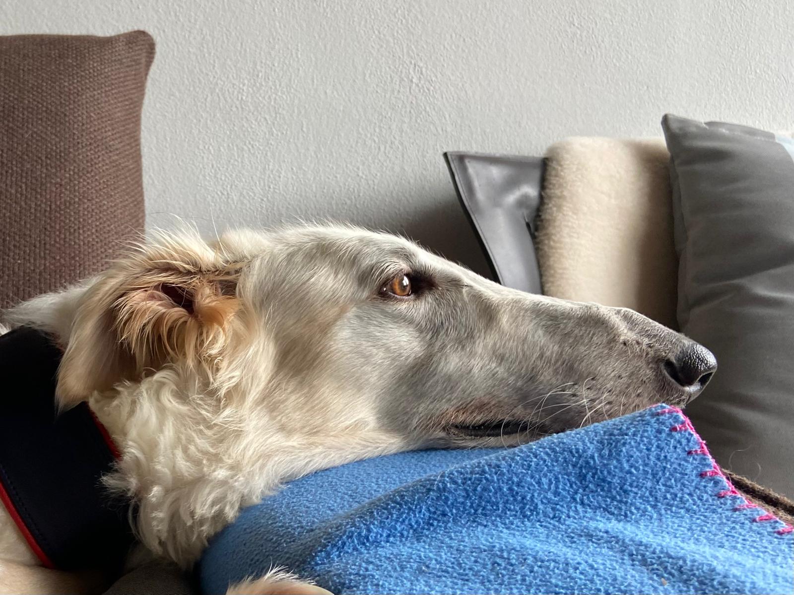 Alexej im neuen Zuhause