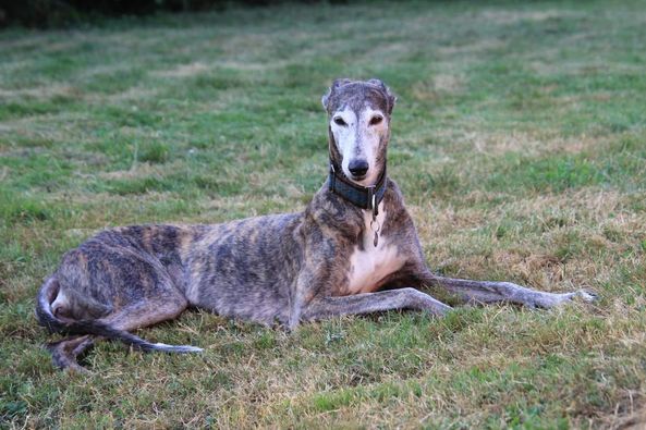 Showgrey-Hündin: Bella