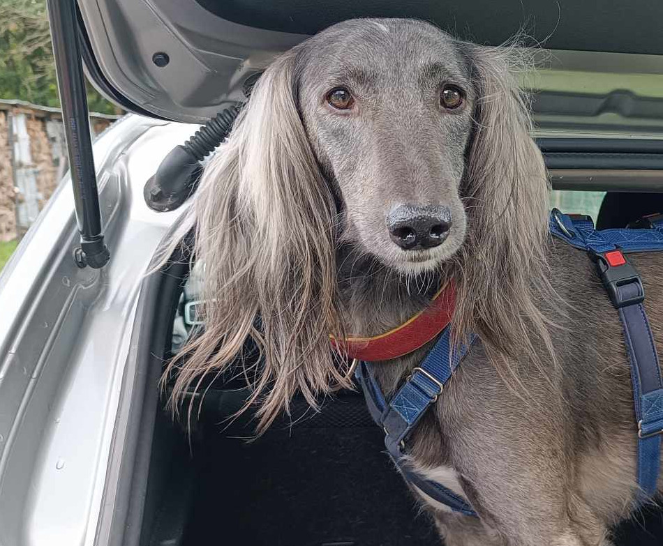 Unser Nuri ist immer noch auf der Suche