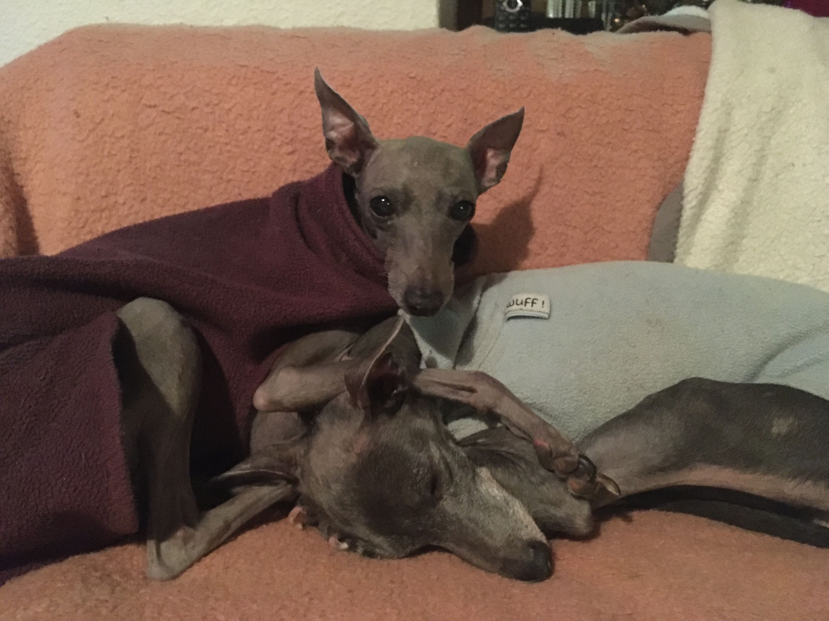 Windspiel-Hündin: Paris