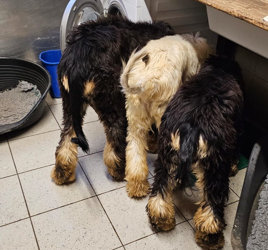 Team China Oktober 2024