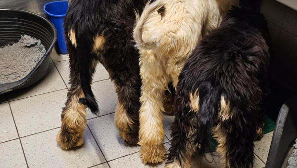 Team China Oktober 2024