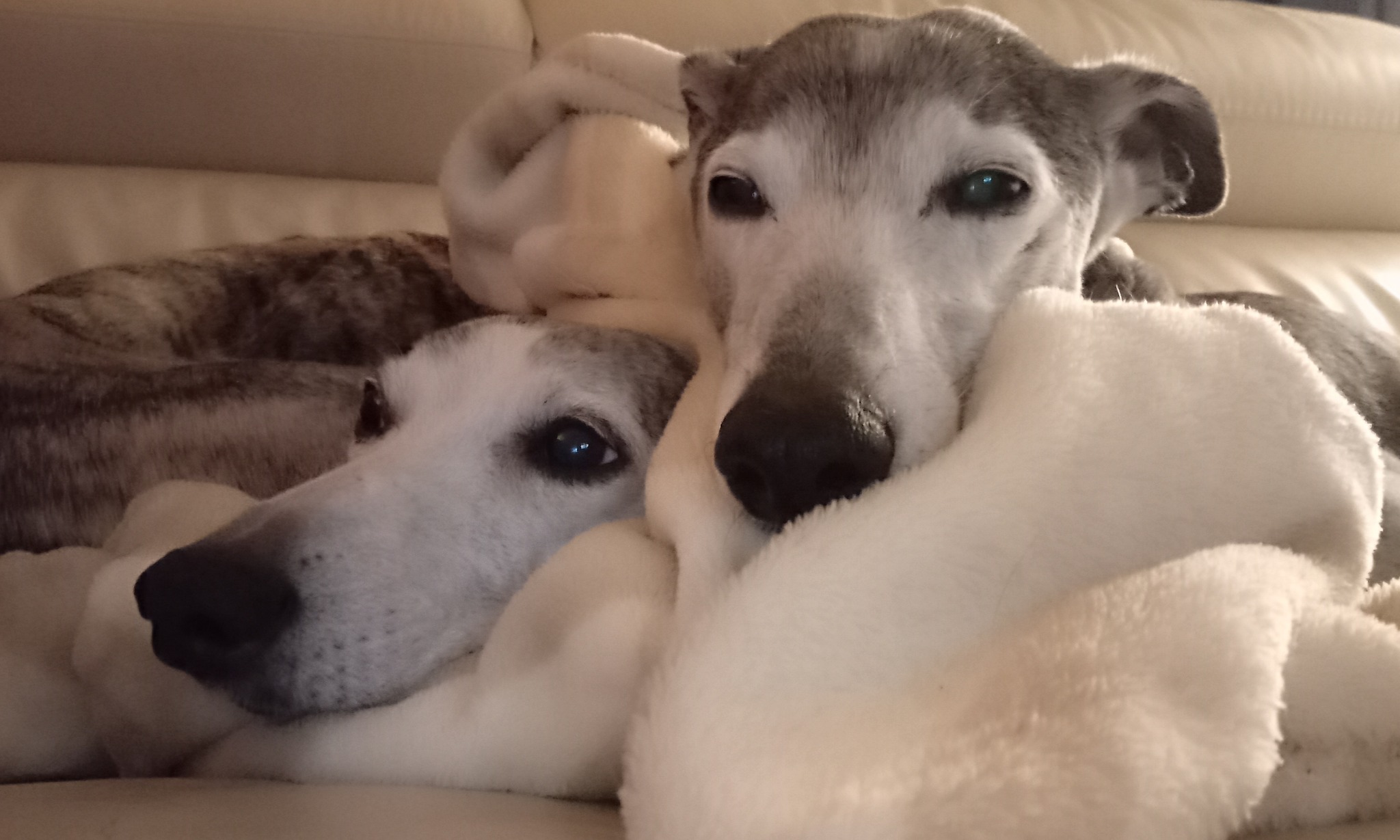 Unser kleiner Higgins