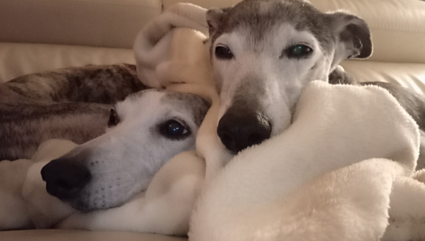 Unser kleiner Higgins