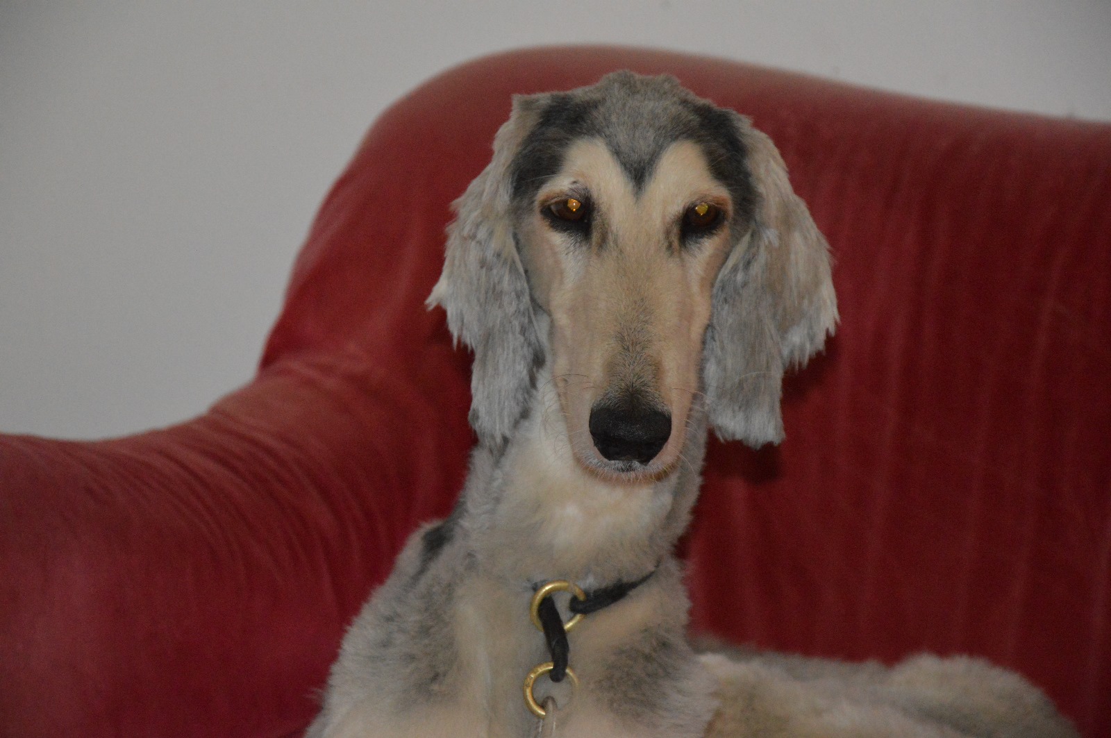 Afghanen-Rüde: Dodi