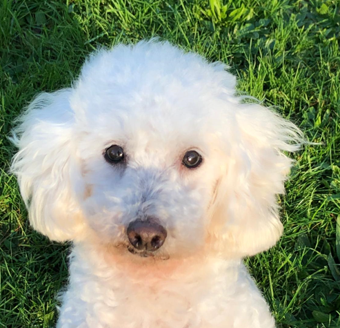 zwei kleine Pudelchen suchen...