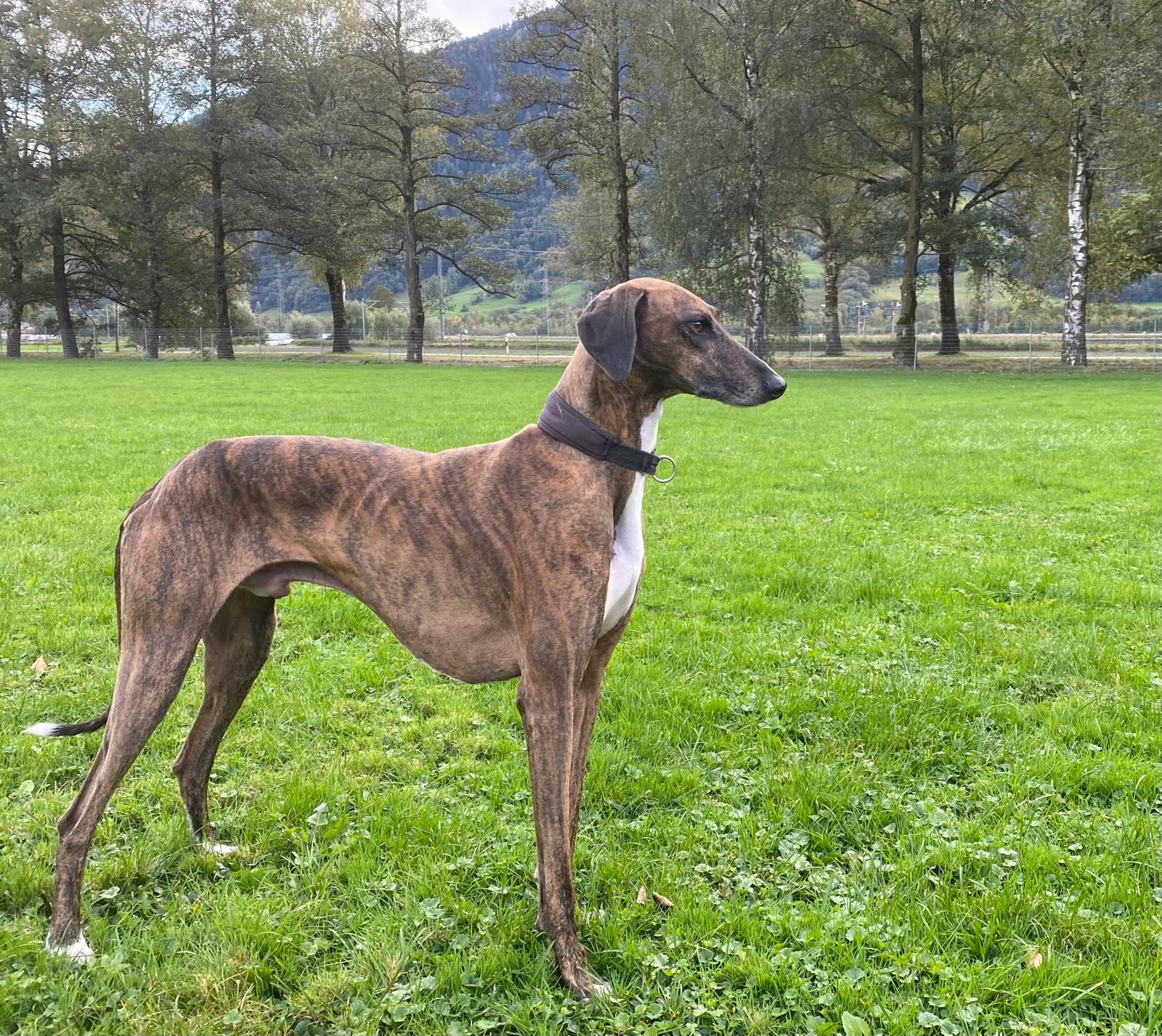 Azawakh-Rüde: Sahid