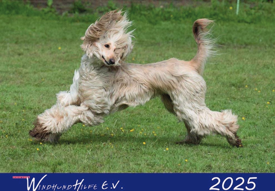 noch einige Exemplare