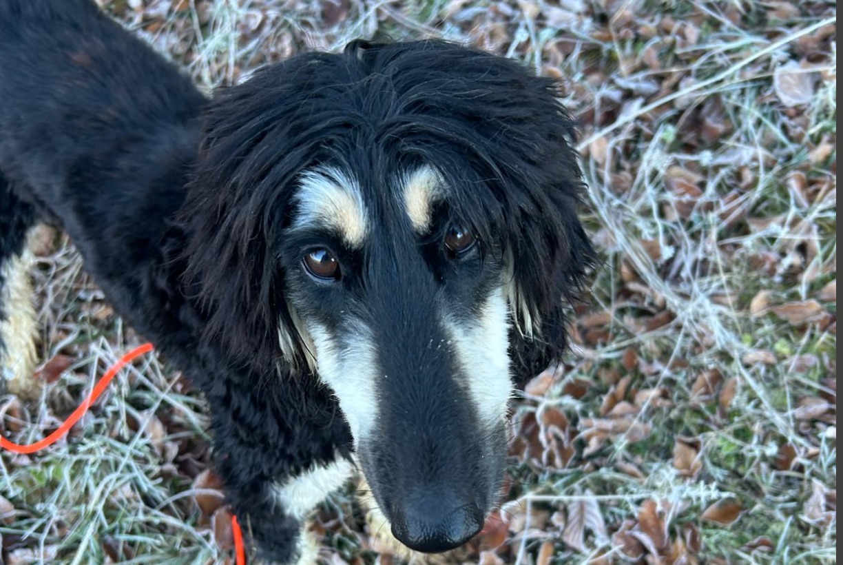 Afghanen-Hündin: Paris