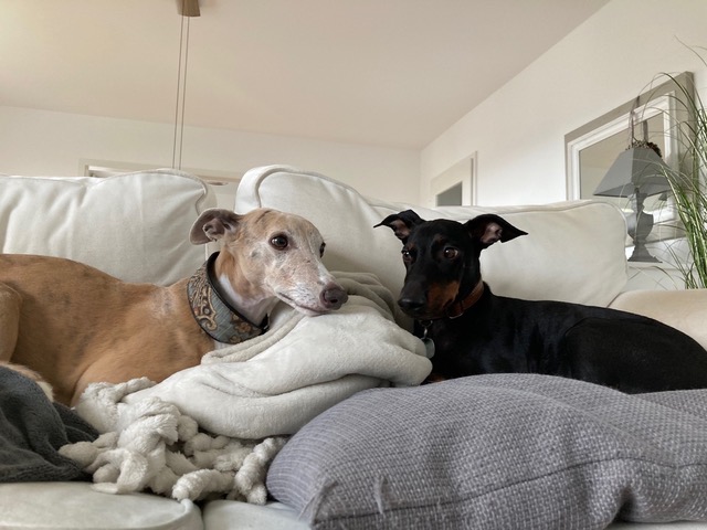 Weihnachtsgrüße von Emile