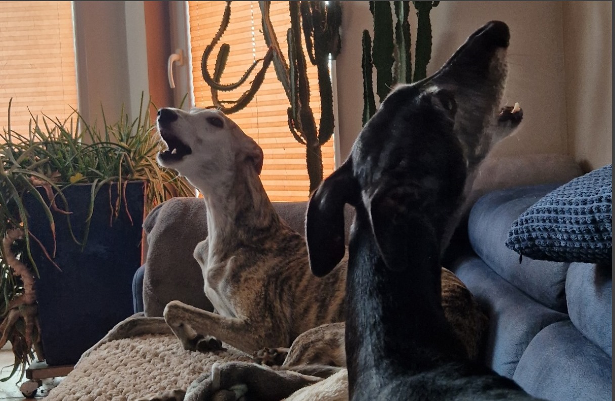 Was macht man mit Problembären?