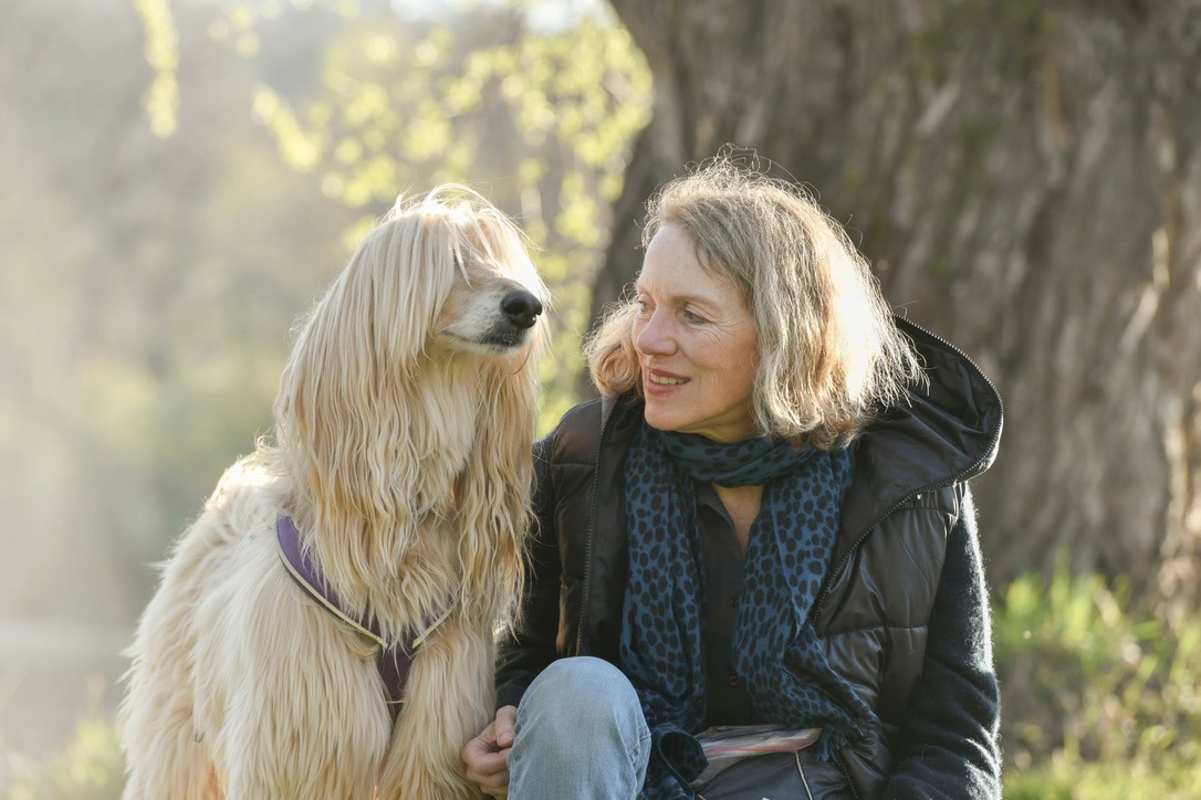 Afghanen-Rüde: DANYAL