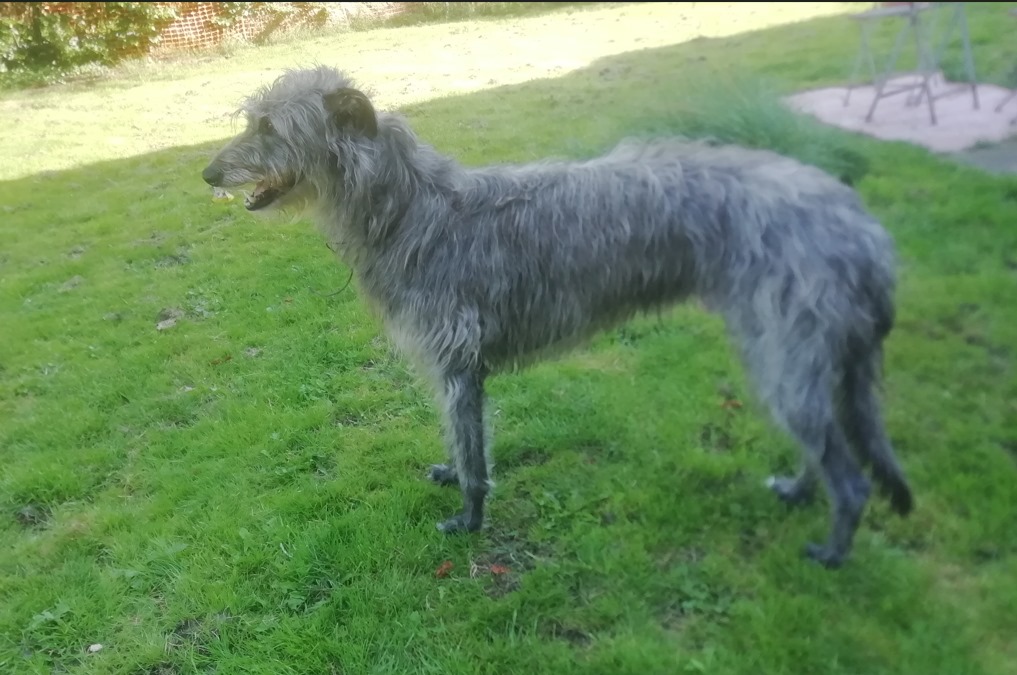 Paul sucht ein Zuhause