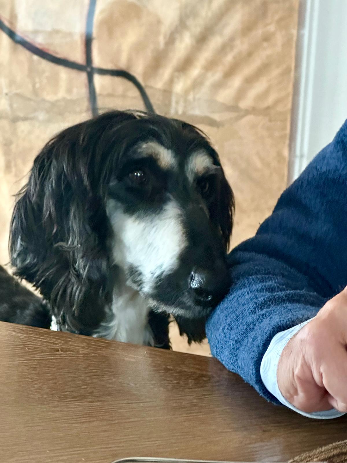 Afghanen-Hündin: Peggy