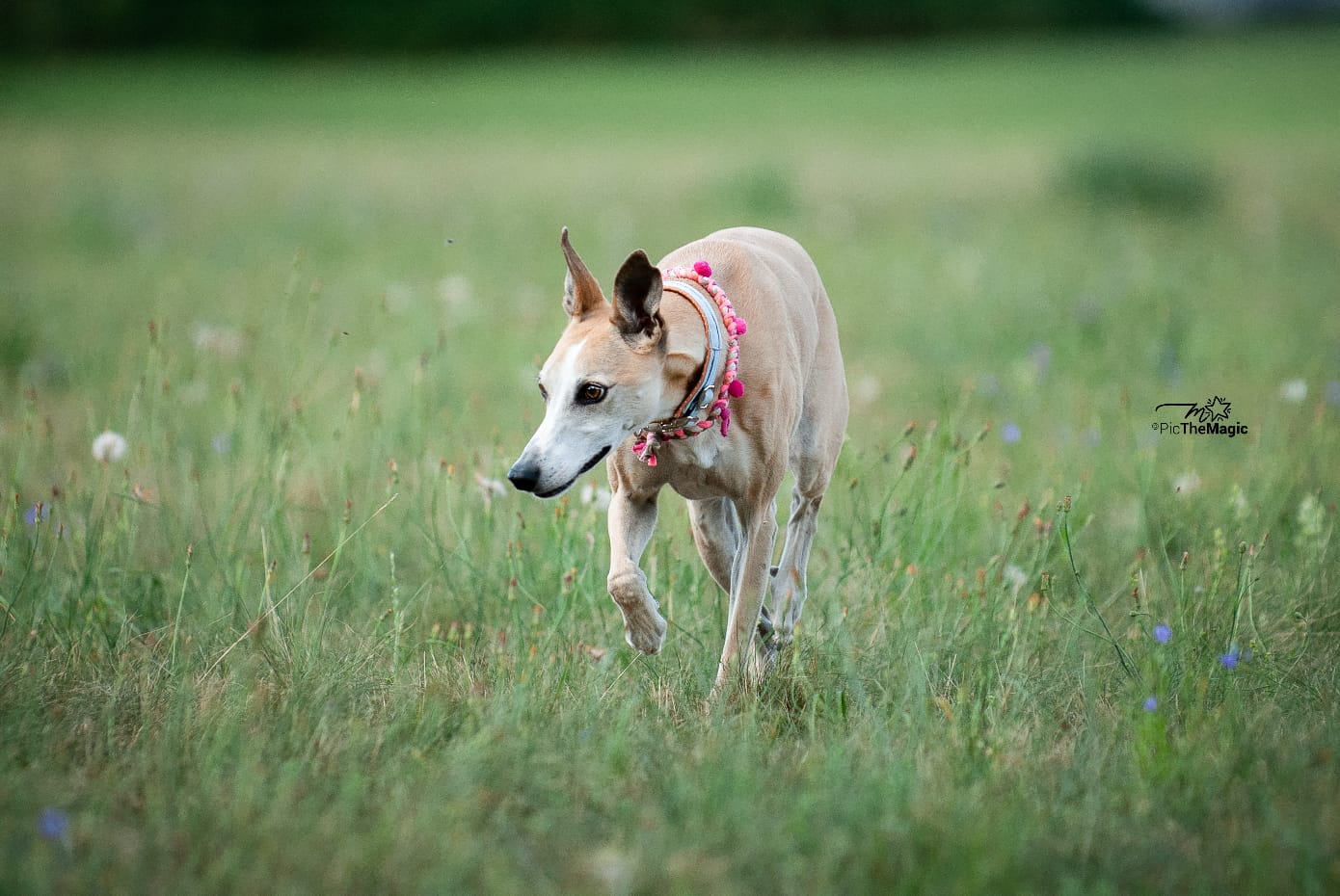 Levriero sardi: Hanni (ehemas Virgola)