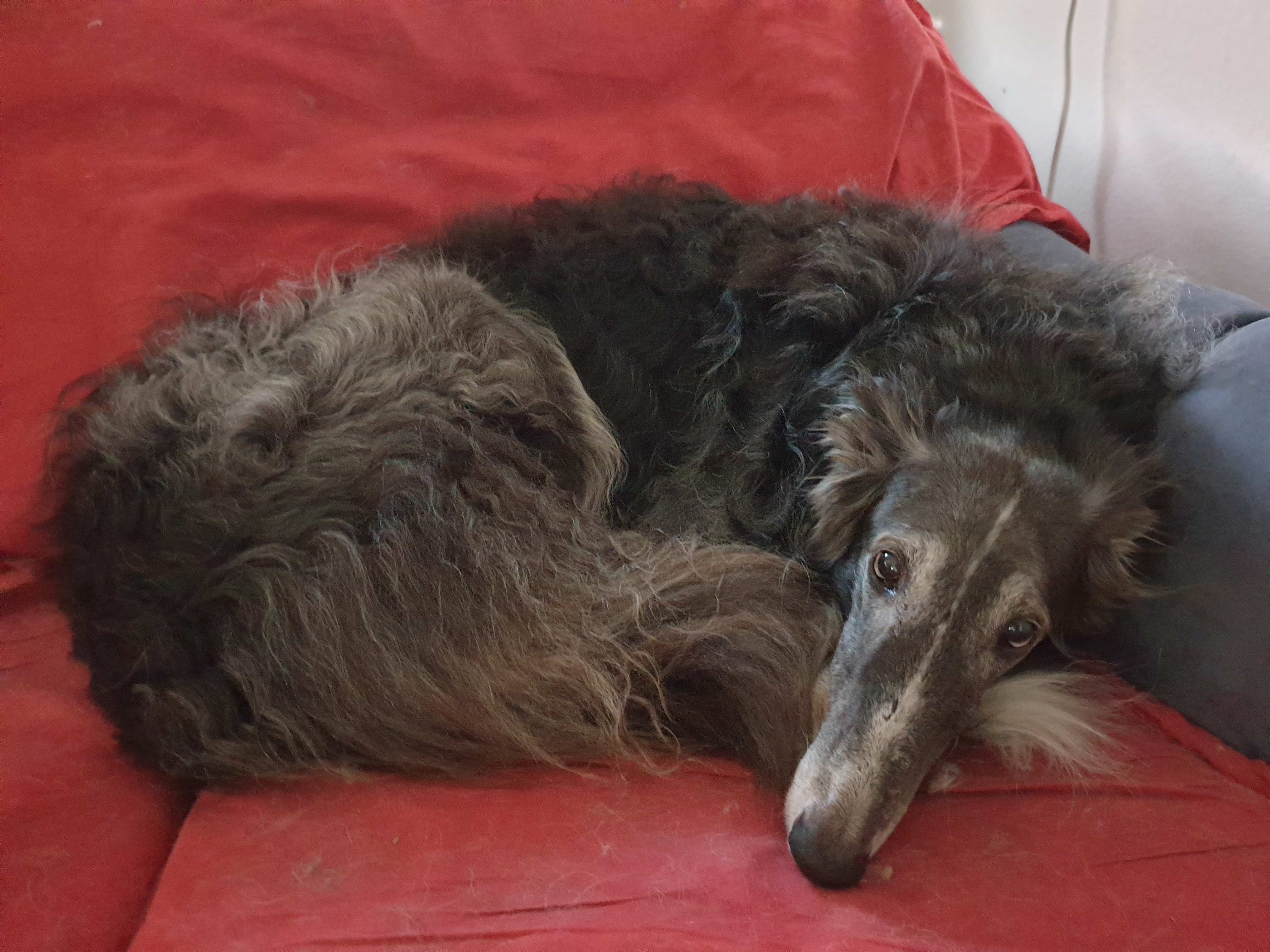 Barsoi-Rüde: Odin (ehemals Gatsby)