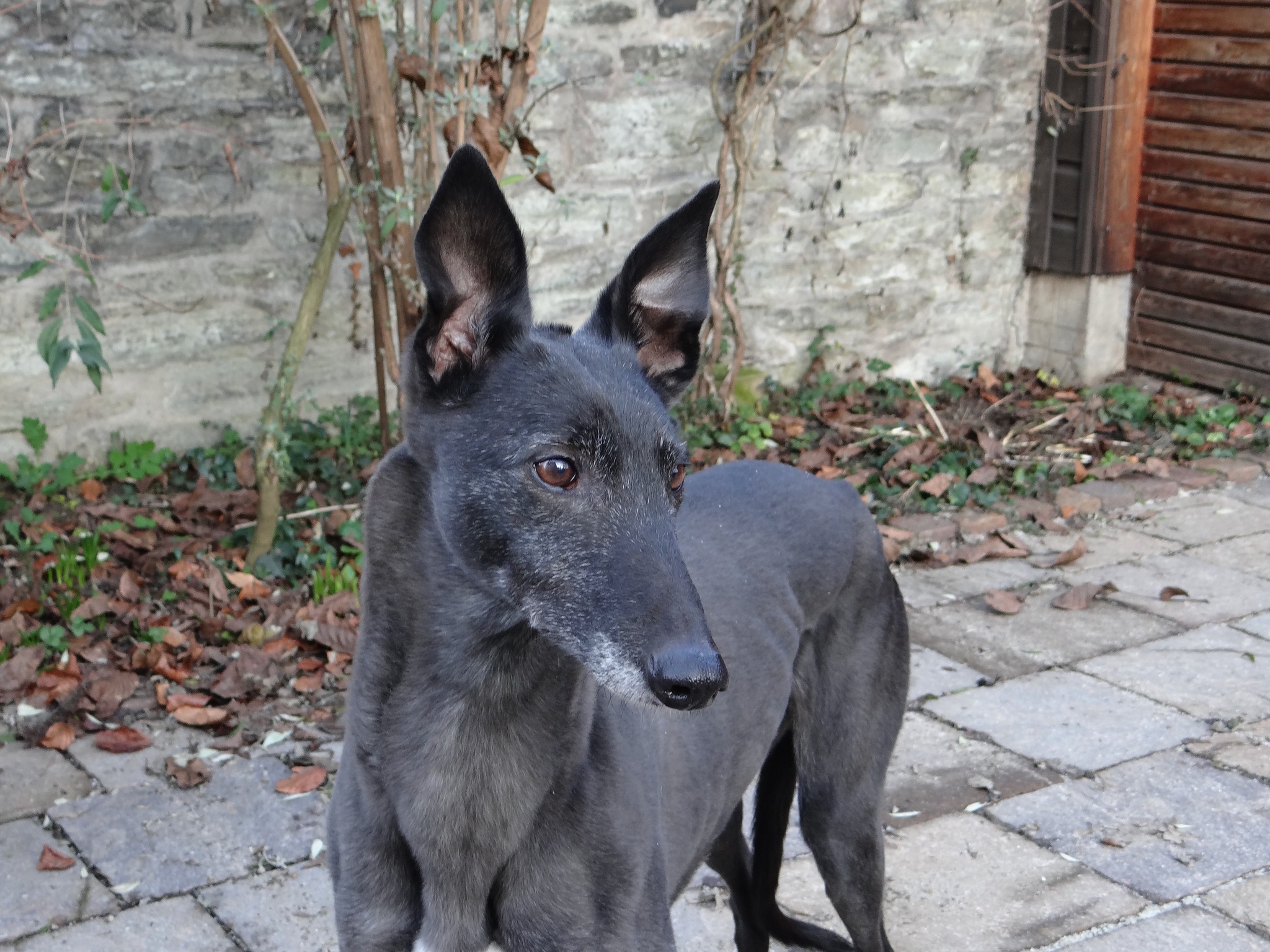 Greyhound-Hündin: KIRA