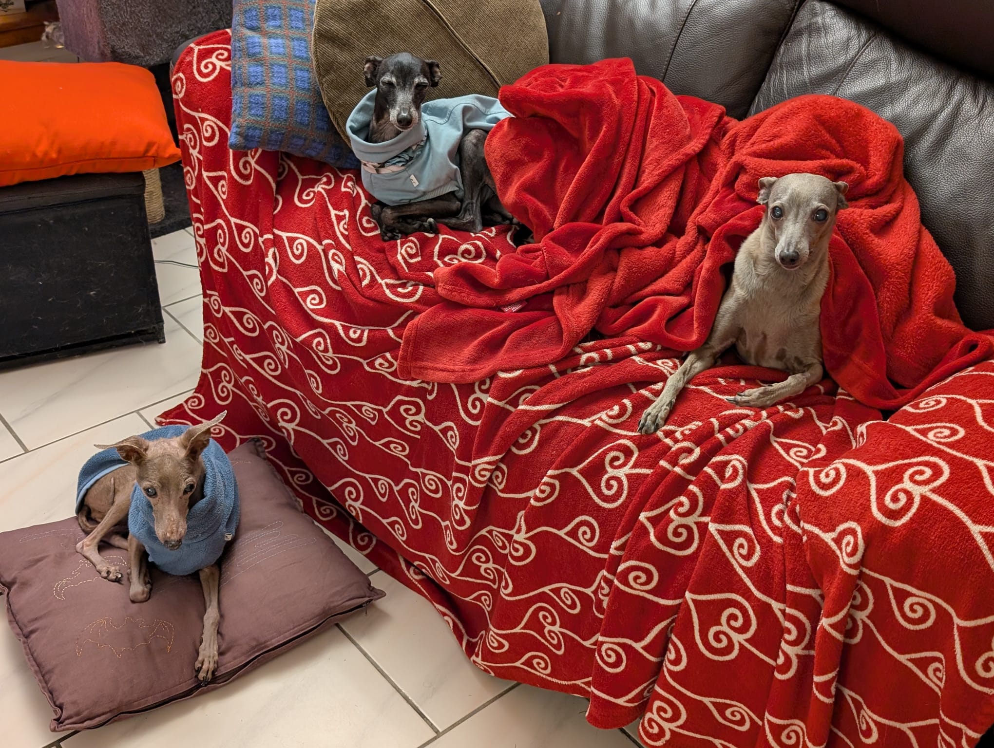 Windspiel-Hündinnen: Topi & Hellas