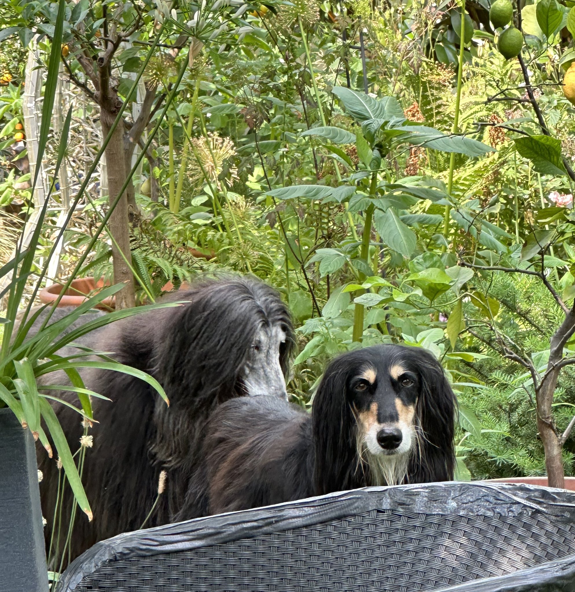 Babo & Cinzia Ostern 2025