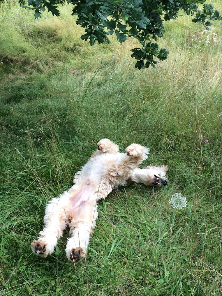 Afghanen-Rüde: SONNY