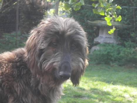 Afghanen-Hündin: KATE