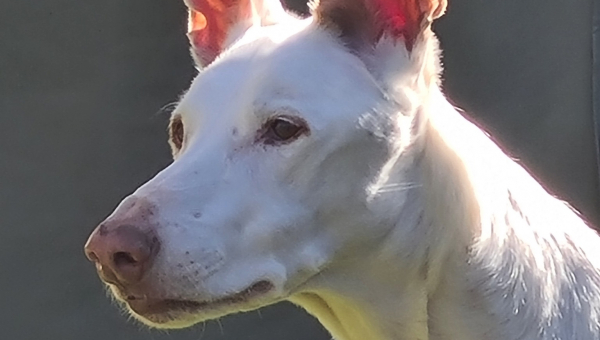 Happy Birthday weißer Riese!