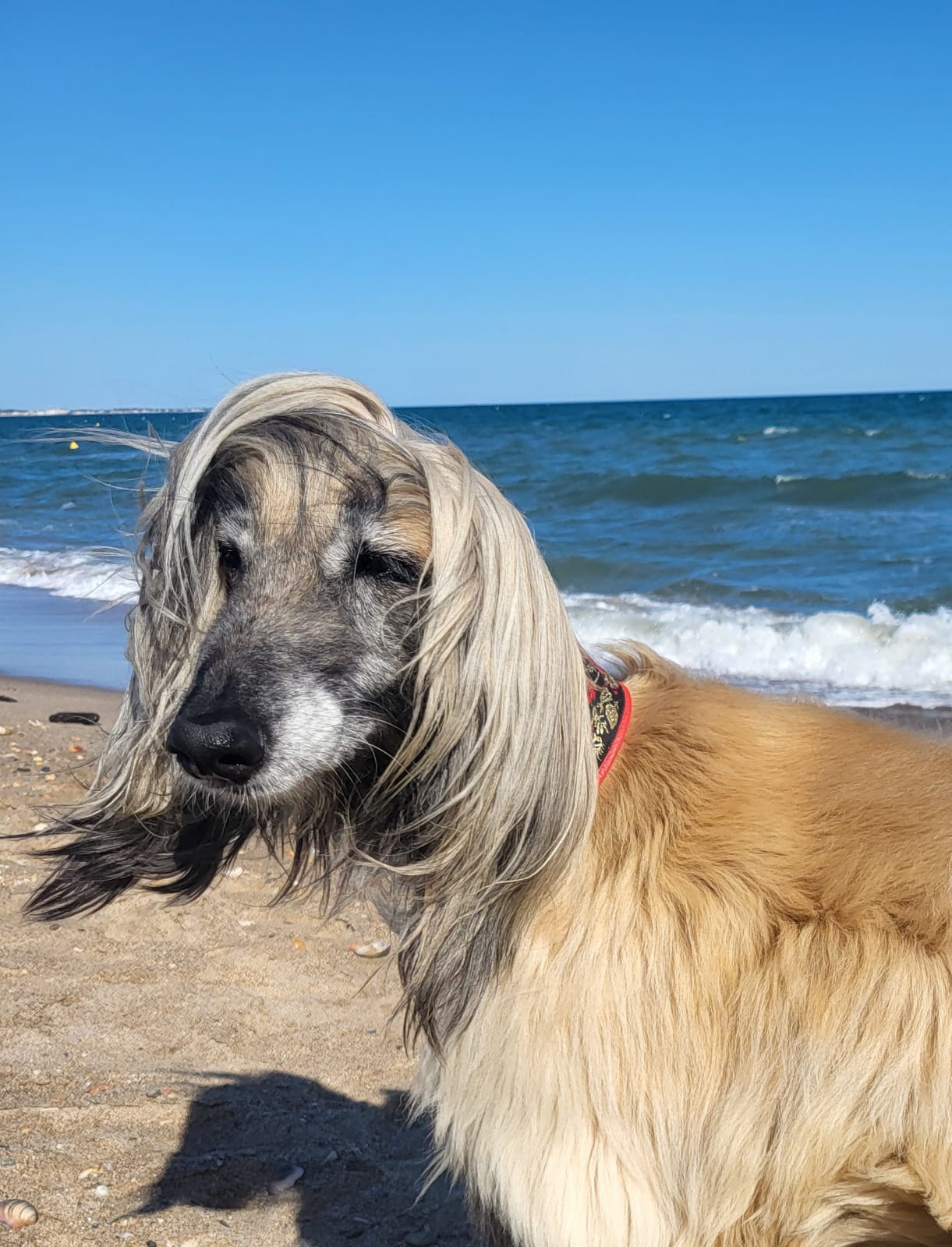 Afghanen-Hündin: Greta