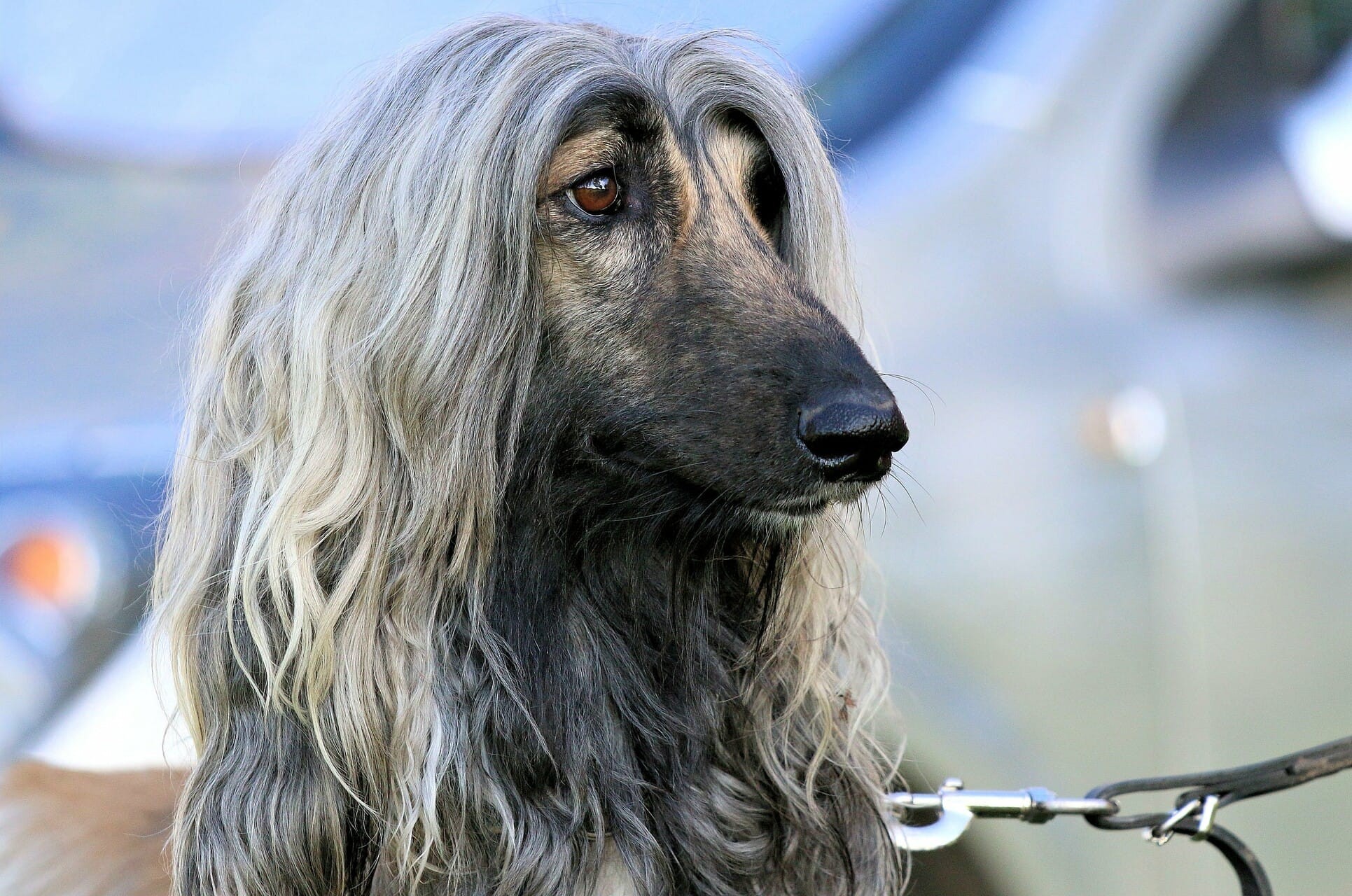 Afghanen-Hündin: Motte (ehemals LOTTE)