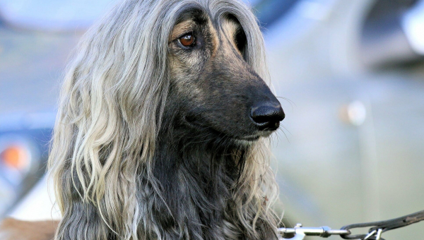 Afghanen-Hündin: Motte (ehemals LOTTE)