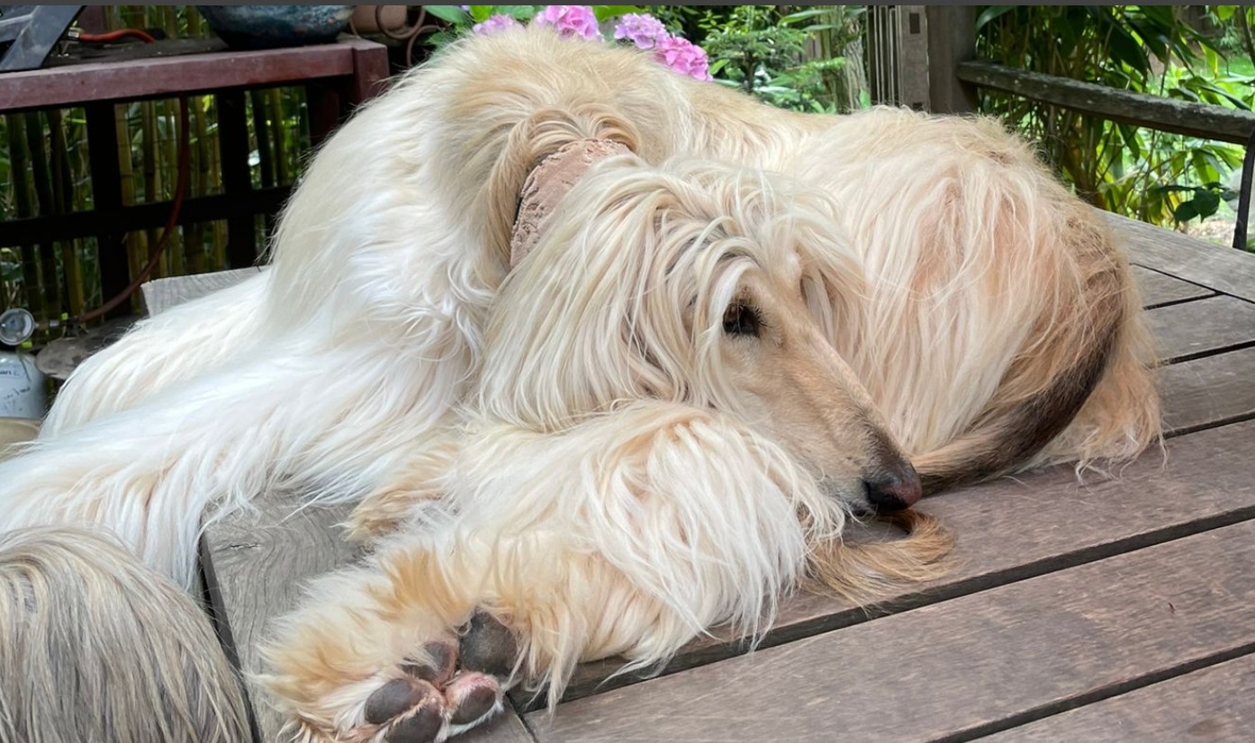 Afghanen-Hündin: Doro