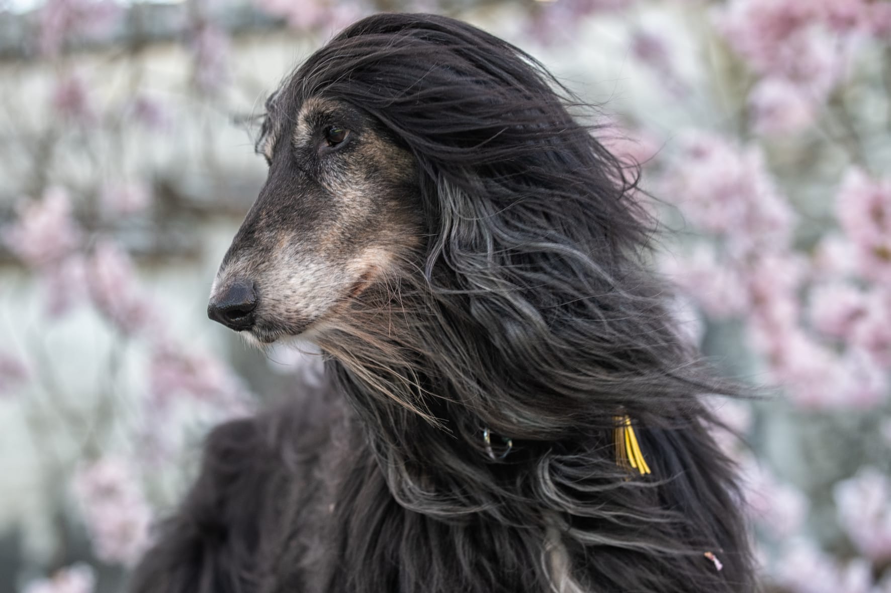 Unser Ziggy wird 12!