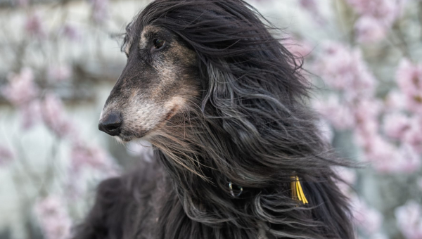 Unser Ziggy wird 12!