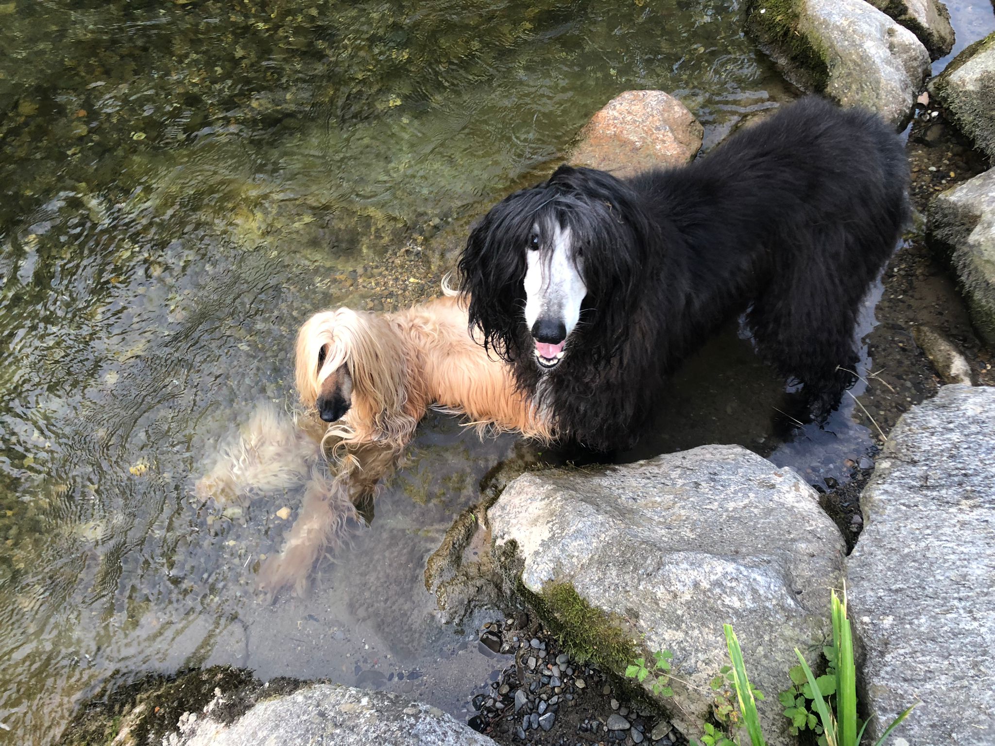Ajan und seine Frauen