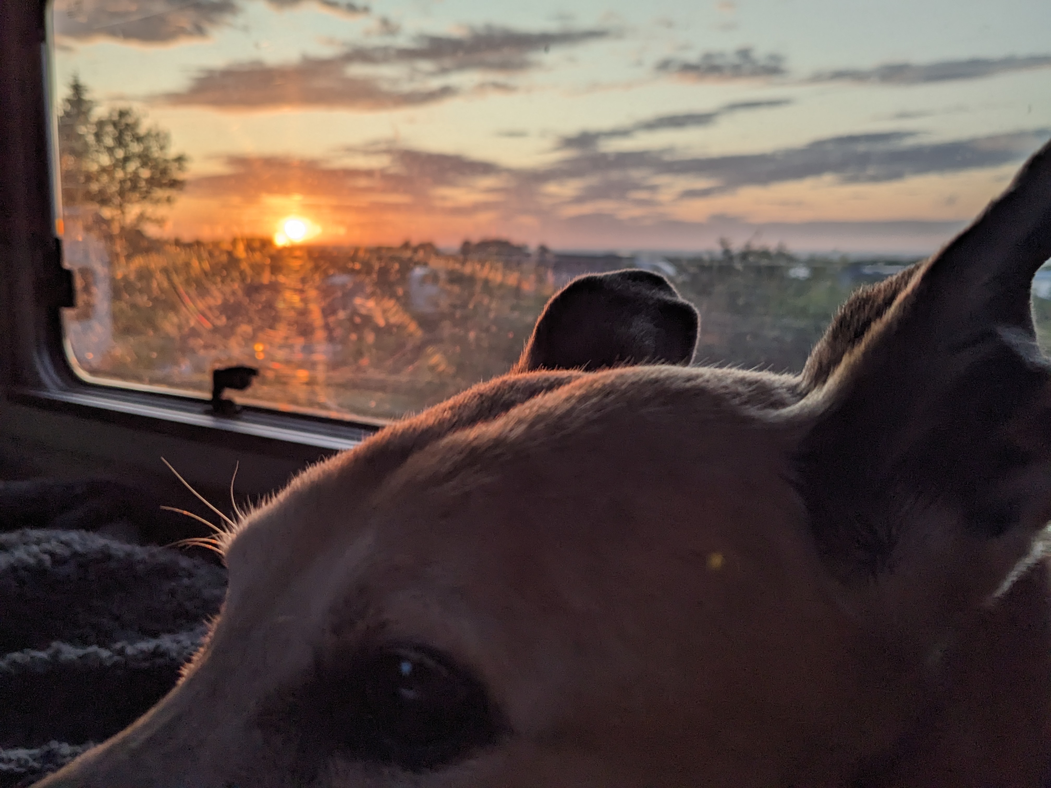 Grippet-Hündin: Ice