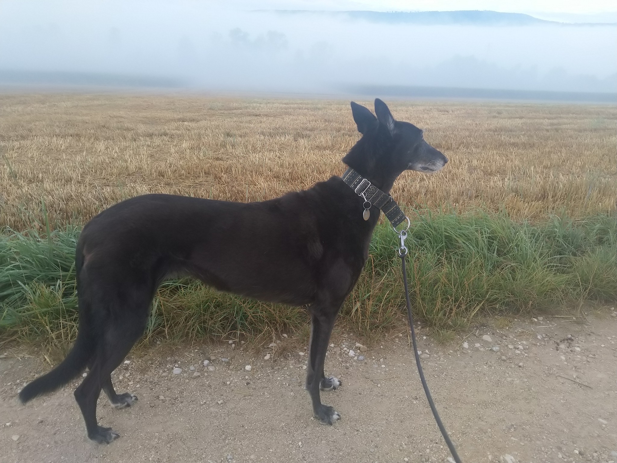 Chortaj-Hündin: BASMA