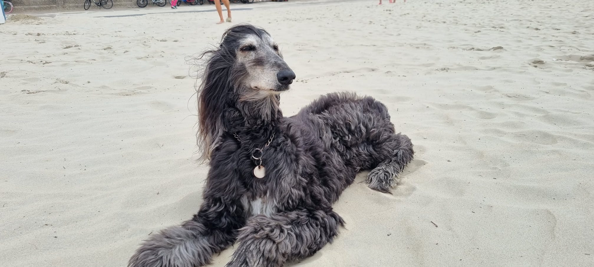 Afghanen-Hündin: Ronja