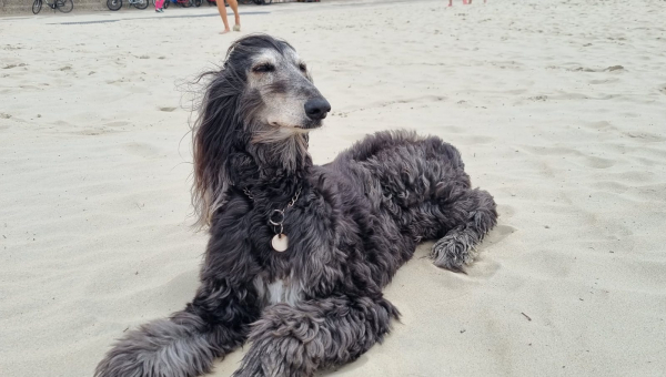 Mach's gut kleine Ronja