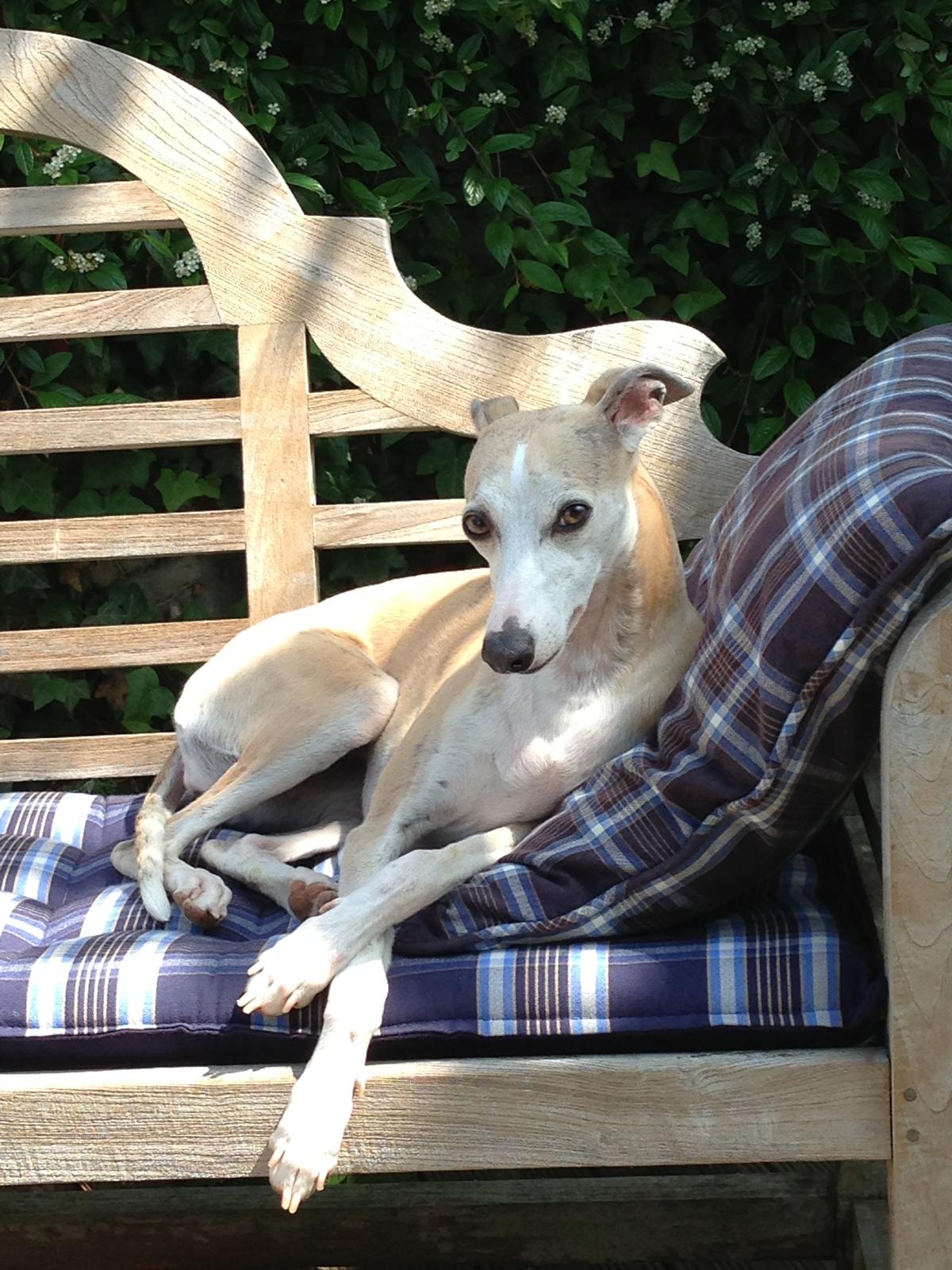 Whippet-Hündin: Aimy