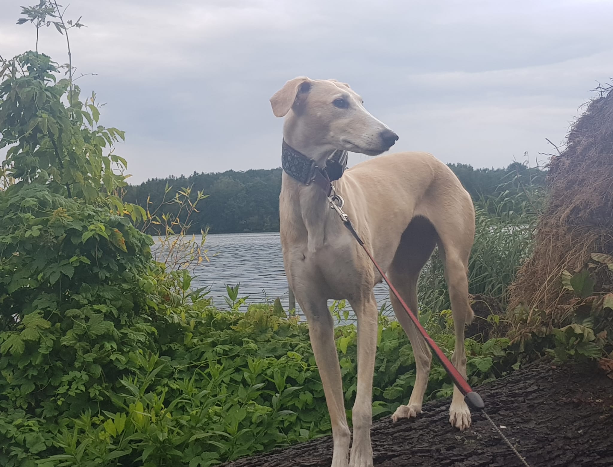Saluki-Hündin: Faye