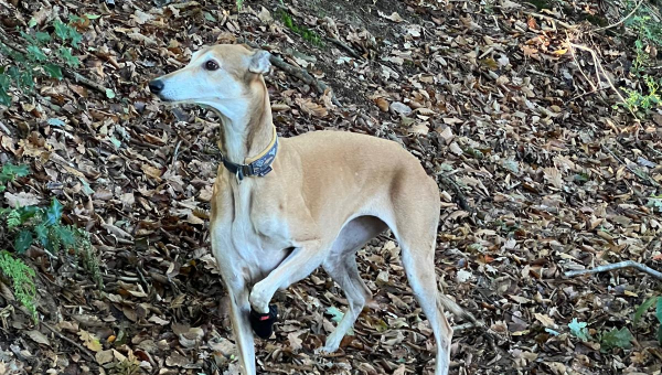 Ein Rehlein sucht...