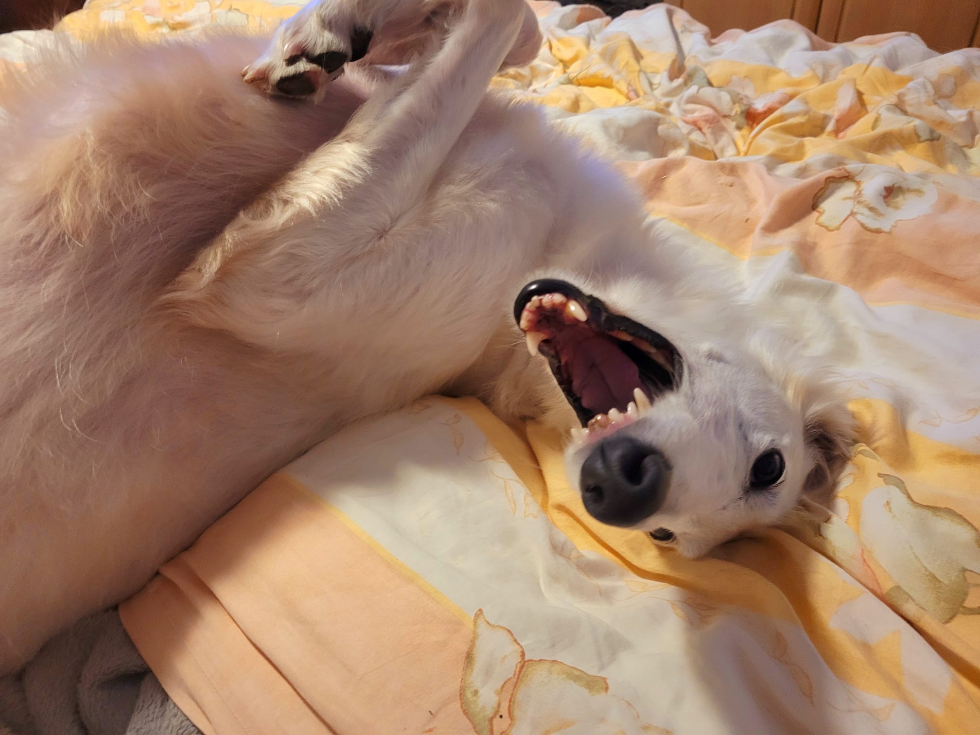 Barsoi-Hündin: Funny