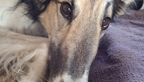 Vier Barsois geschafft