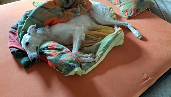 Barsoi-Hündin: Leyla