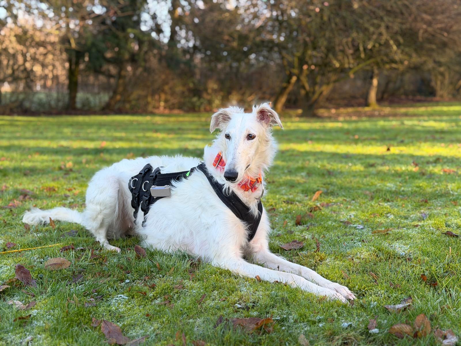 Barsoi-Hündin: Sofya