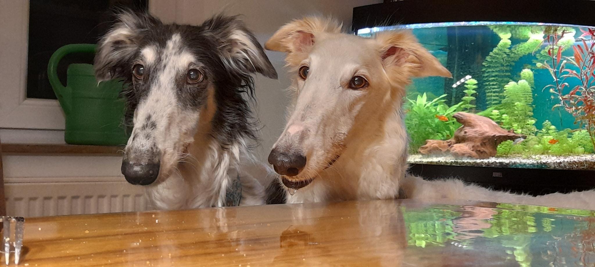 Barsoi-Hündin: Lisa